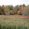 Lower meadow and woods